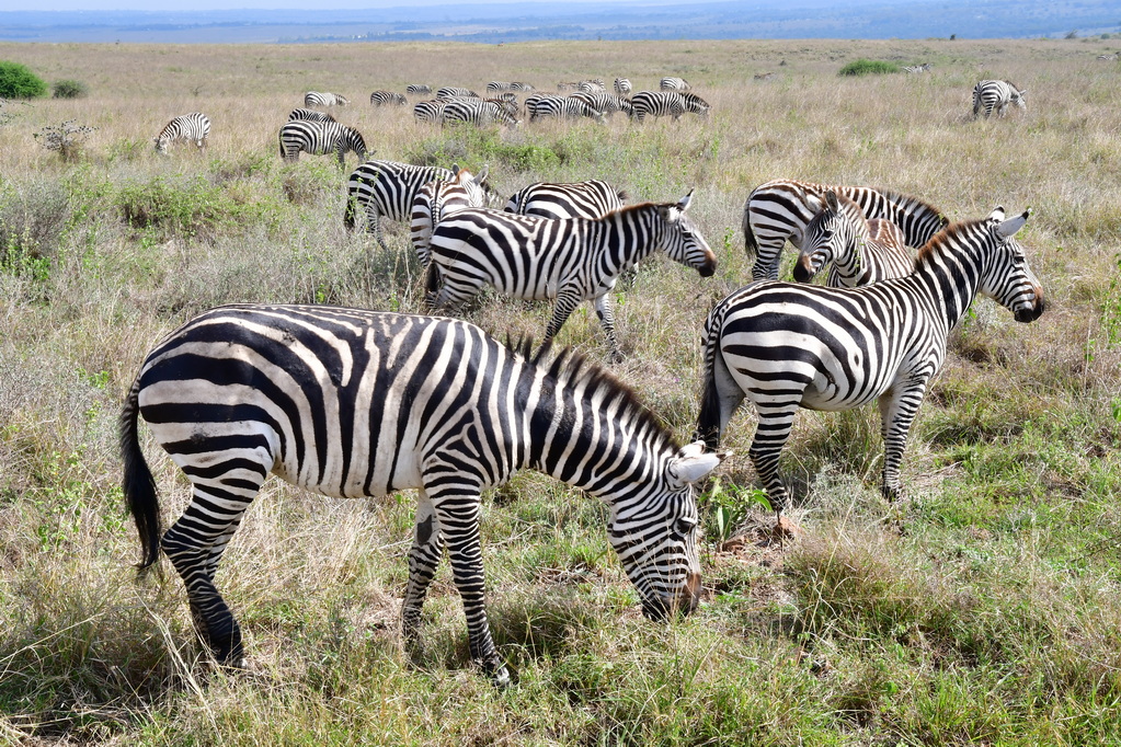 Nairobi National Park